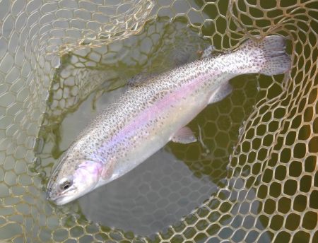 大安トラウトレイク 釣果